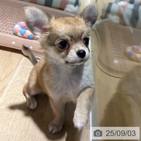 チワワの写真