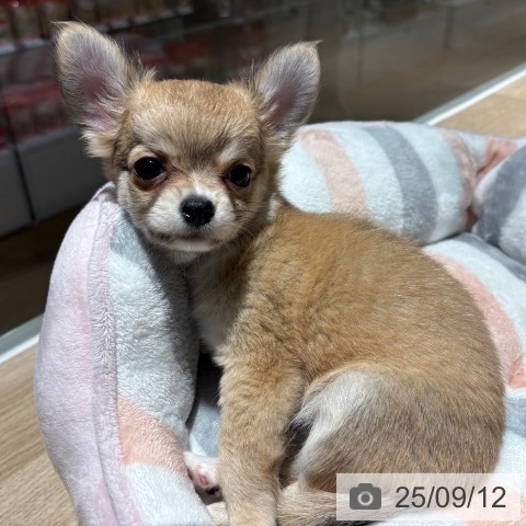 チワワの写真