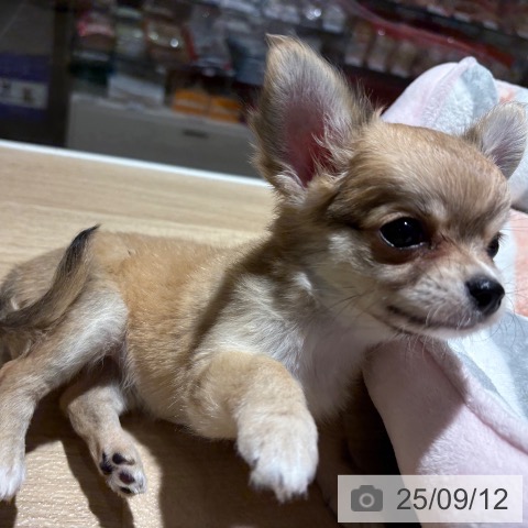 チワワの写真