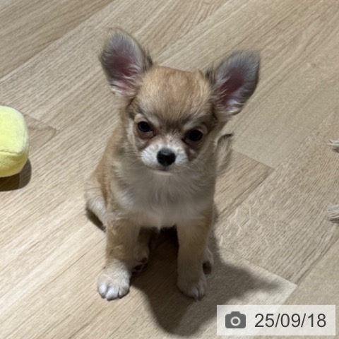 チワワの写真