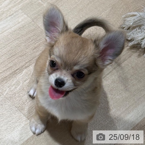 チワワの写真
