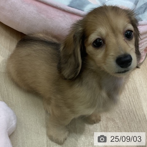 ミニチュア・ダックスフンドの写真
