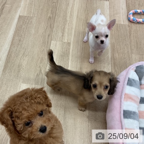 チワワの写真