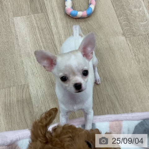 チワワの写真