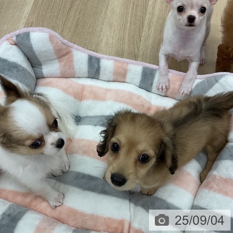 チワワの写真