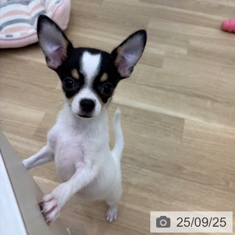 チワワの写真