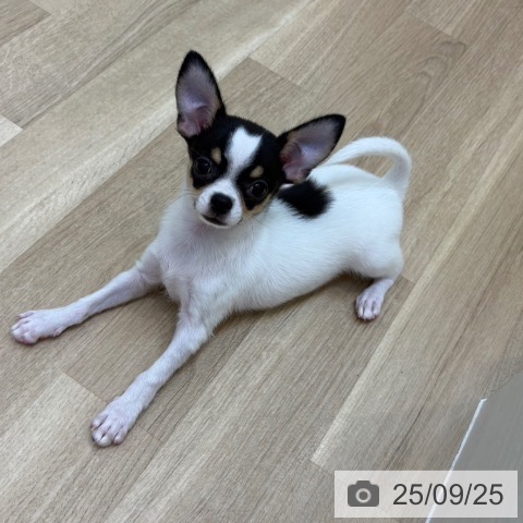 チワワの写真