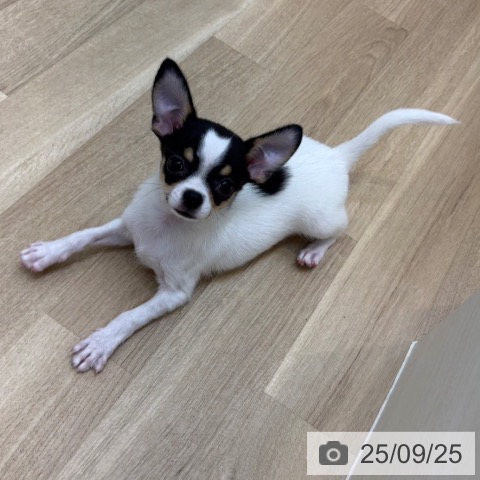チワワの写真