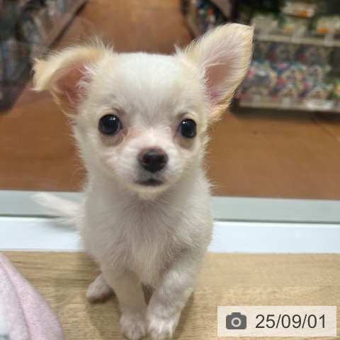 チワワの写真