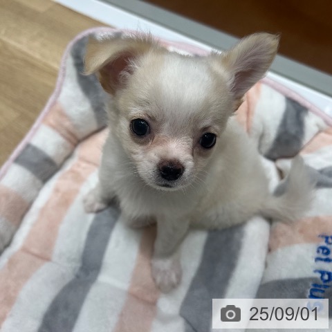 チワワの写真