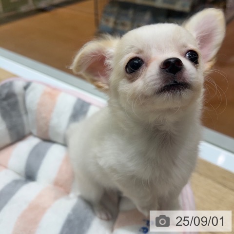チワワの写真