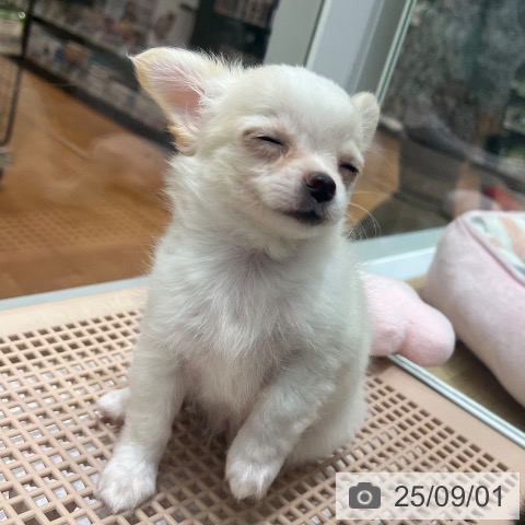 チワワの写真