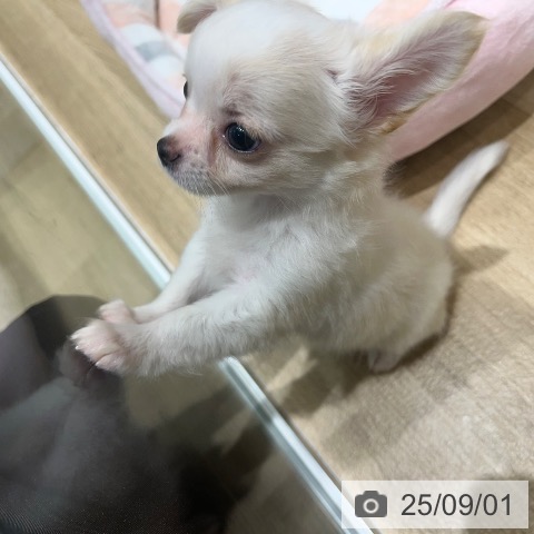 チワワの写真