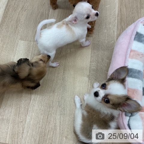 チワワの写真
