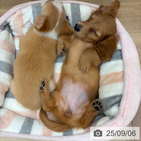 ミニチュア・ダックスフンドの写真