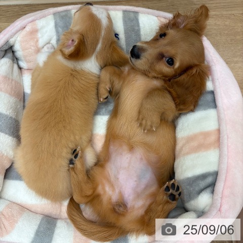 ミニチュア・ダックスフンドの写真