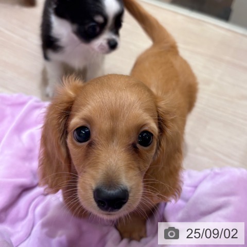 ミニチュア・ダックスフンドの写真