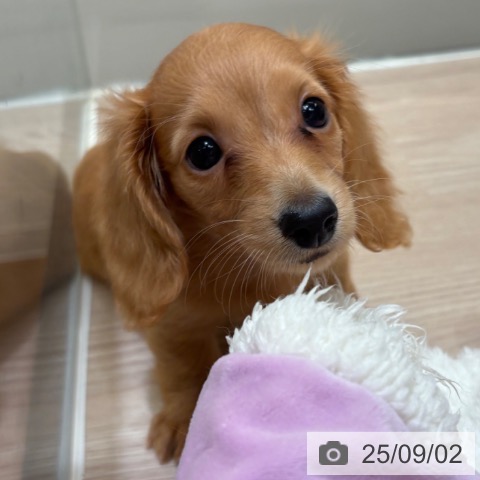 ミニチュア・ダックスフンドの写真