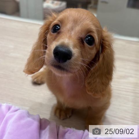 ミニチュア・ダックスフンドの写真