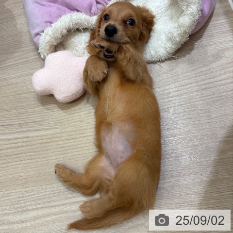 ミニチュア・ダックスフンドの写真