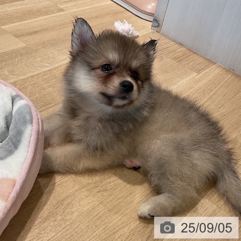 ポメラニアンの写真
