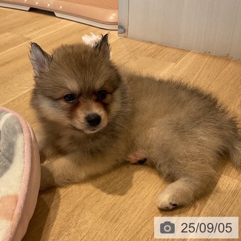 ポメラニアンの写真