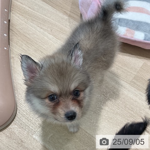 ポメラニアンの写真