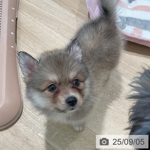 ポメラニアンの写真
