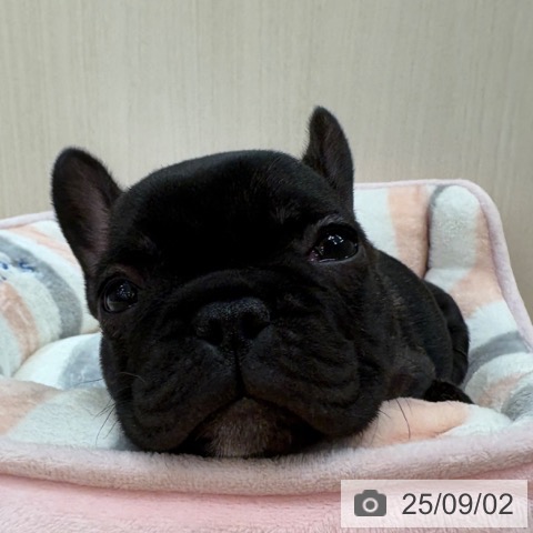フレンチ・ブルドッグの写真