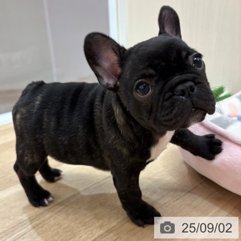 フレンチ・ブルドッグの写真