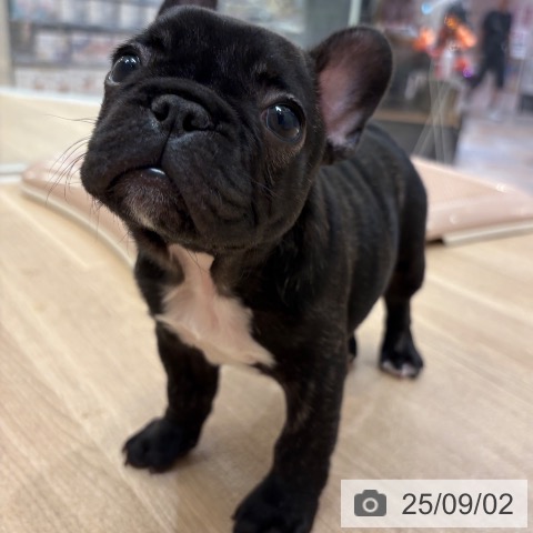フレンチ・ブルドッグの写真