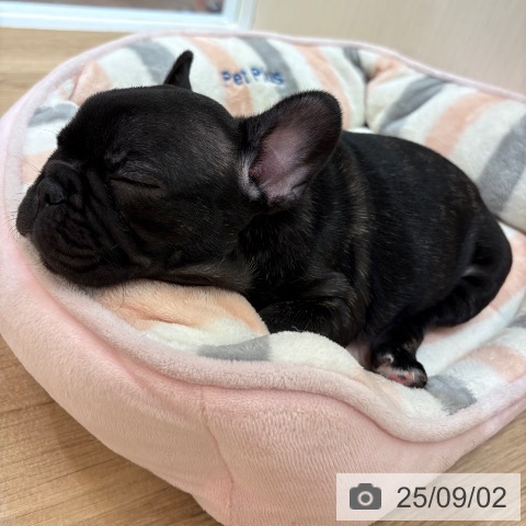 フレンチ・ブルドッグの写真