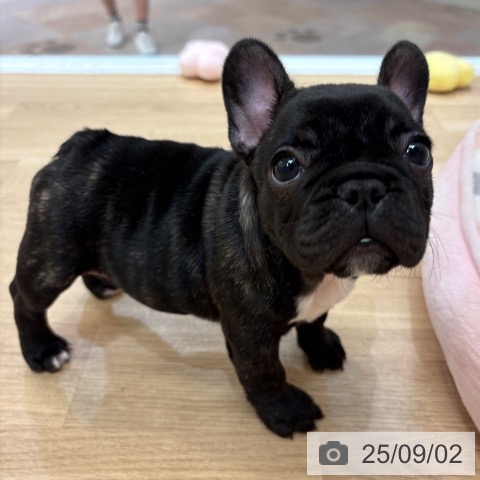 フレンチ・ブルドッグの写真