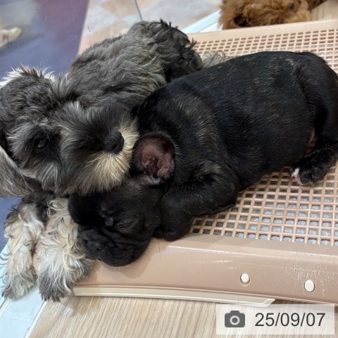 フレンチ・ブルドッグの写真