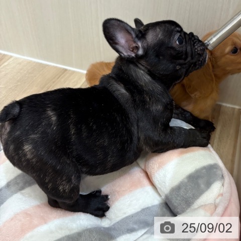 フレンチ・ブルドッグの写真