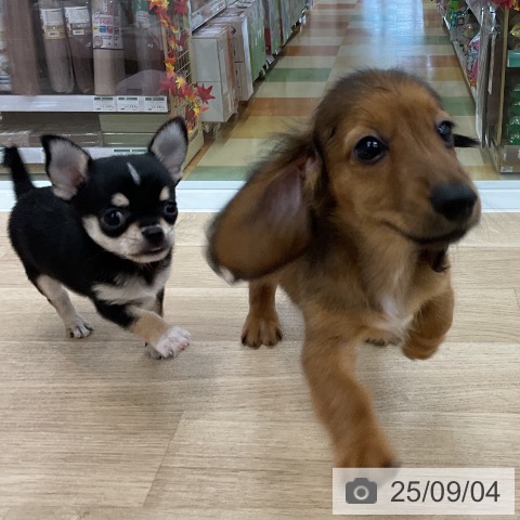 チワワの写真