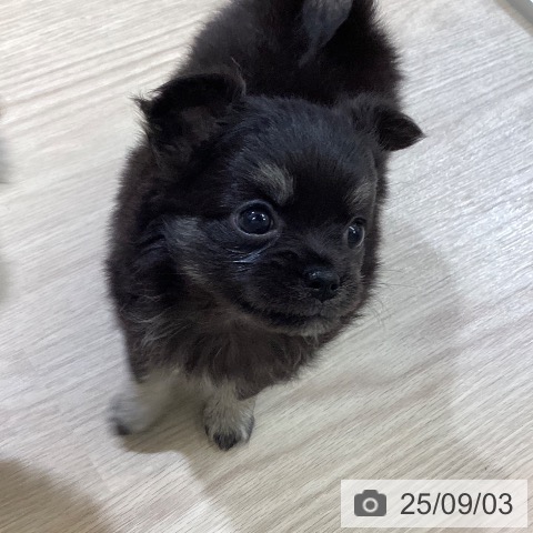 チワワの写真