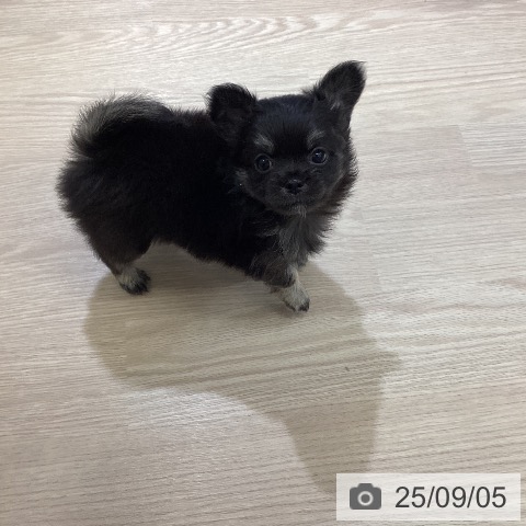 チワワの写真