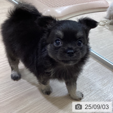 チワワの写真