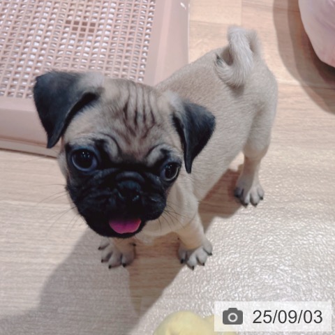 パグの写真