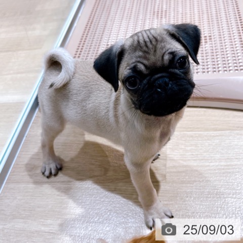 パグの写真