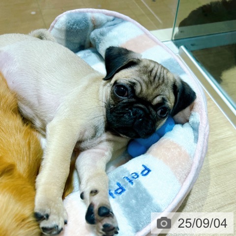 パグの写真