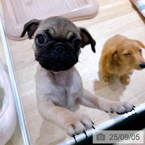 パグの写真