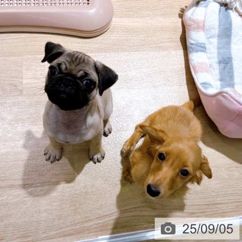パグの写真