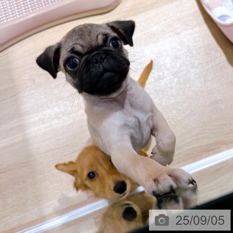パグの写真