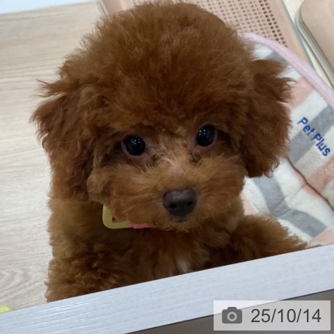 トイ・プードルの写真