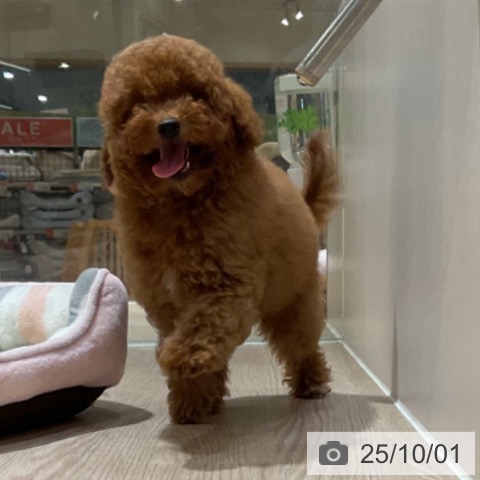 トイ・プードルの写真