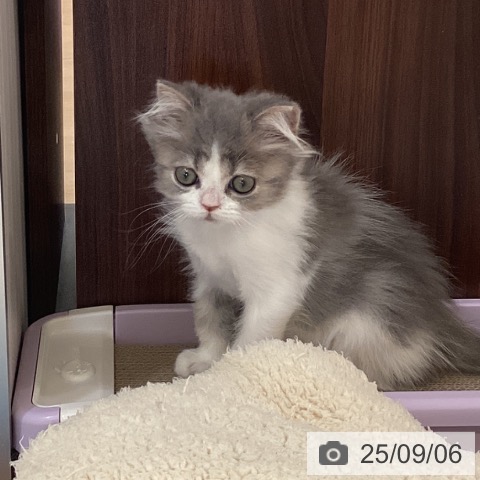 スコティッシュフォールドの写真