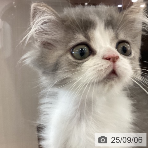 スコティッシュフォールドの写真