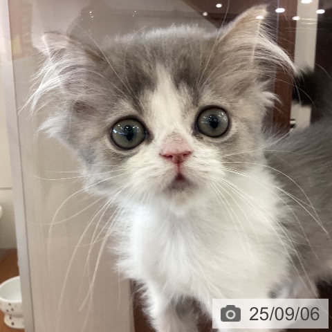 スコティッシュフォールドの写真